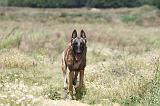 MALINOIS 362